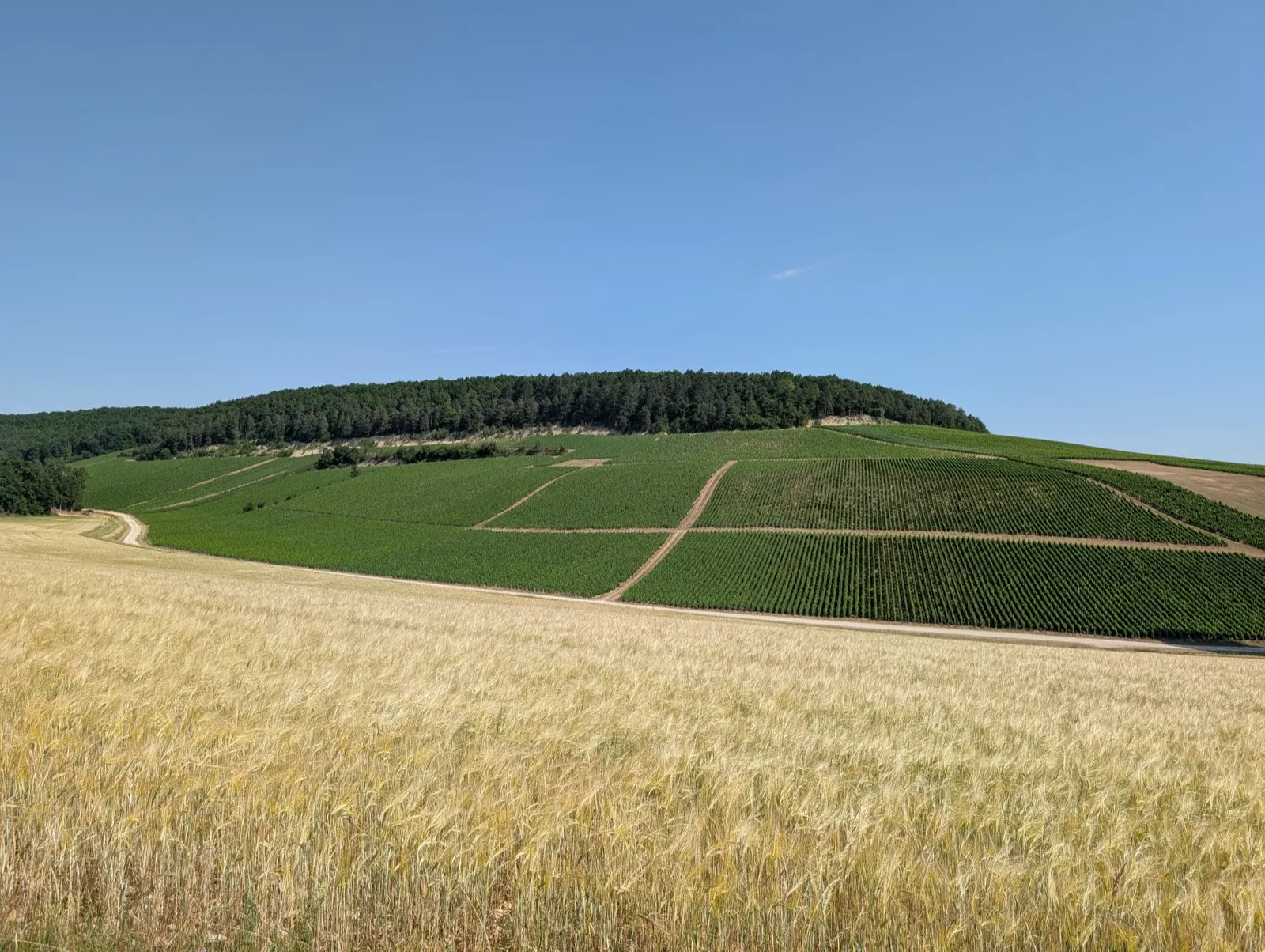 Gravel des forêts — photo 2